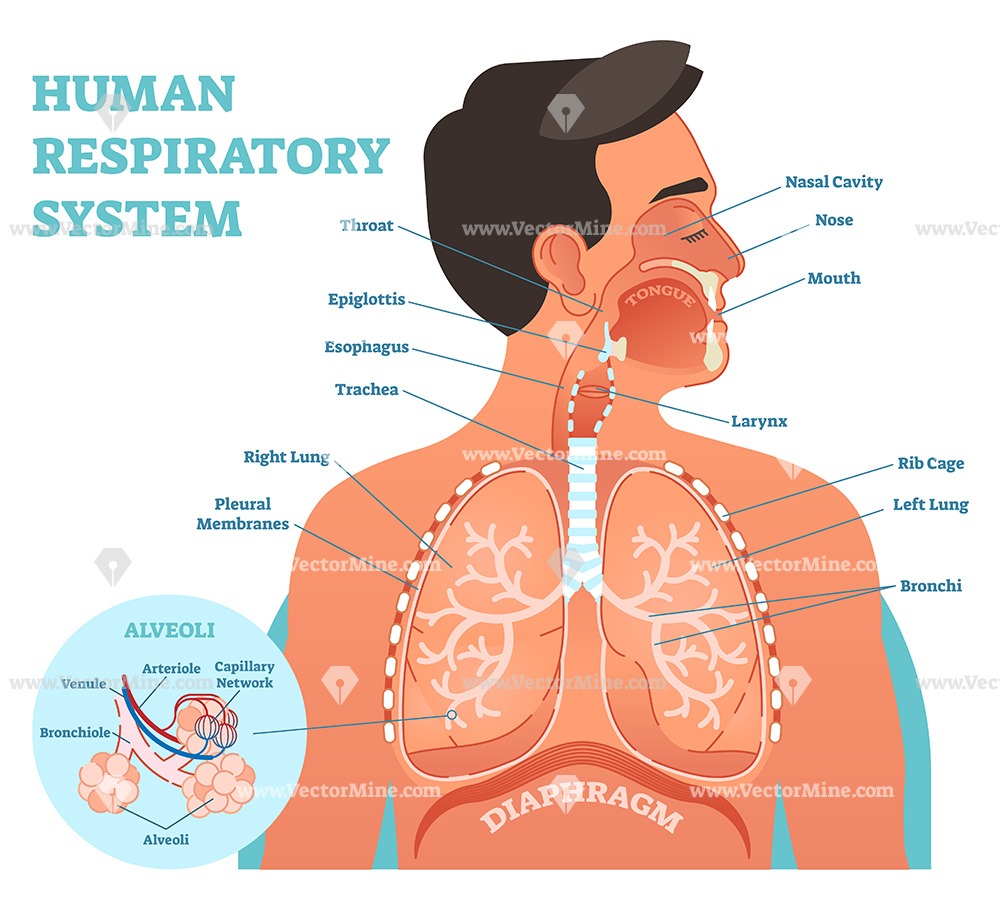 Source: www.goldiesroom.org Fig: Human Respiratory System 