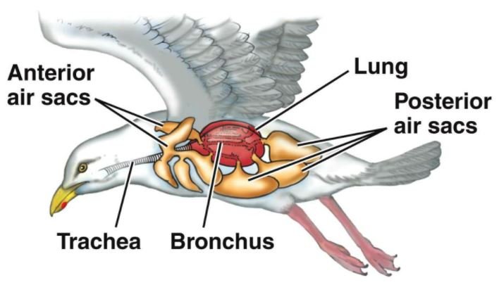 Source: www2.estrellamountain.edu Fig: Tracheal Respiration