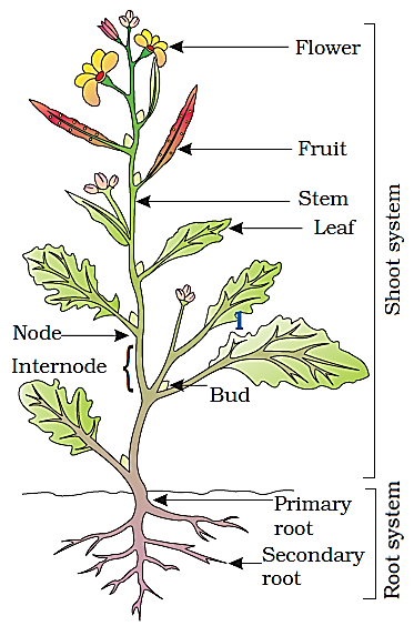 Source: www.slideshare.net Fig: Parts of a flowering plant
