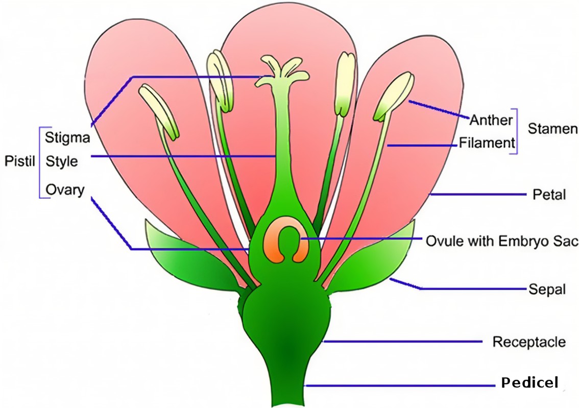 Source: www.studyblue.com Fig: Parts of flower