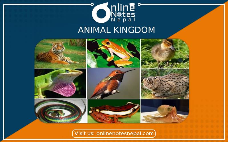 Animal Kingdom in Grade 9 Science, Reference Notes | Online Notes Nepal