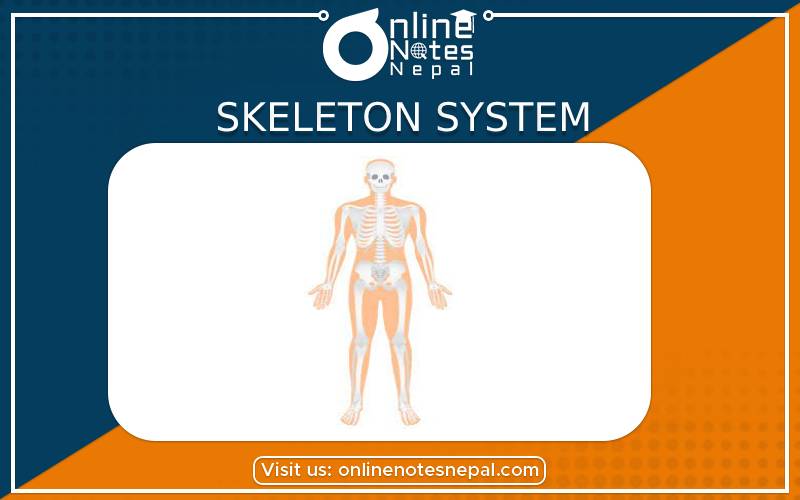 Skeleton system in Grade 9 Science, reference notes