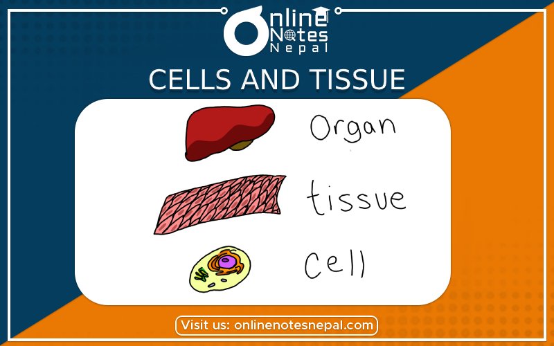 Cells and Tissue in Grade 8 Science Notes