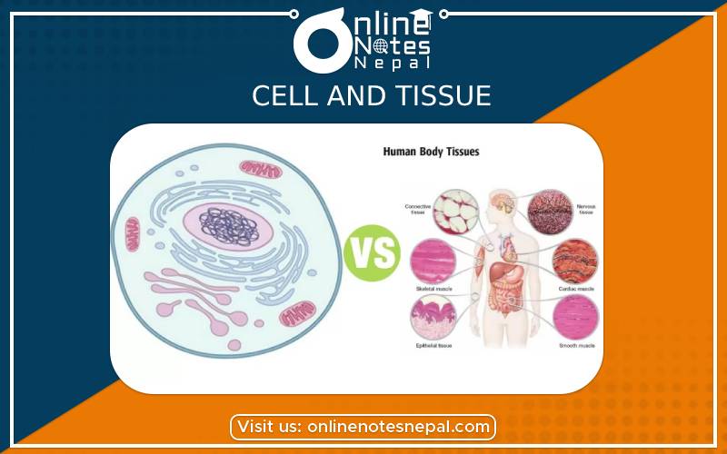 Cell and Tissue in Grade 9 Science, Reference Notes | Online Notes Nepal