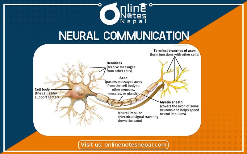 Neural Communication Photo