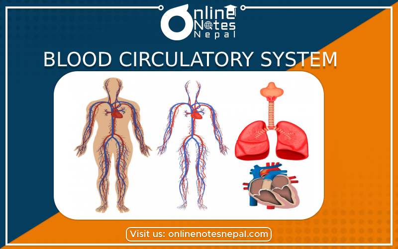 Blood Circulatory System in Class 10 Science
