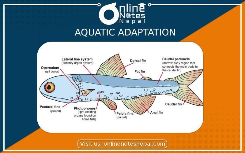 Aquatic Adaptation in Grade 9 Science, reference Notes