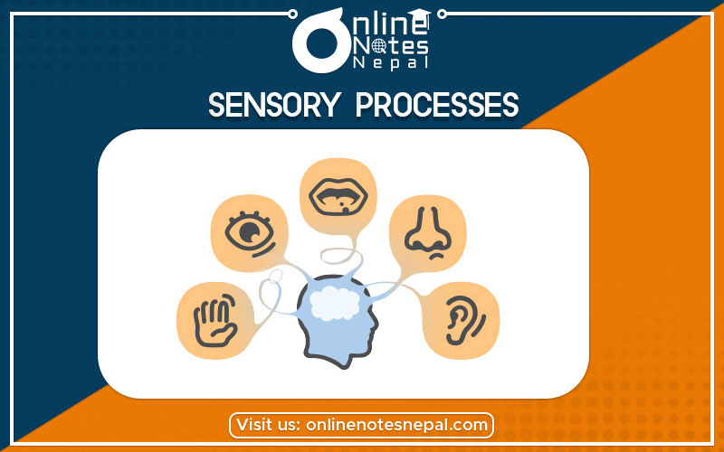 Sensory Processes Photo