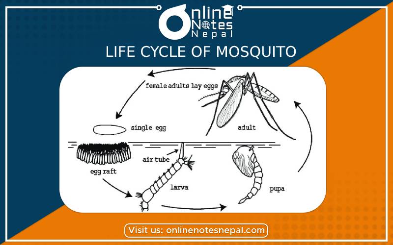 Life Cycle of Mosquito in Grade 9 Science, Reference Notes